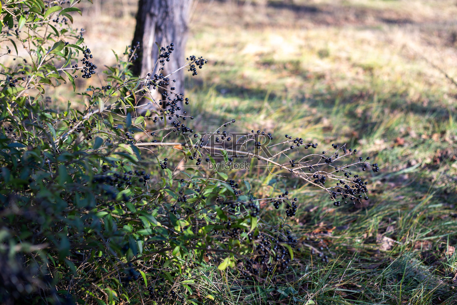 森林中的秋叶照片摄影图片