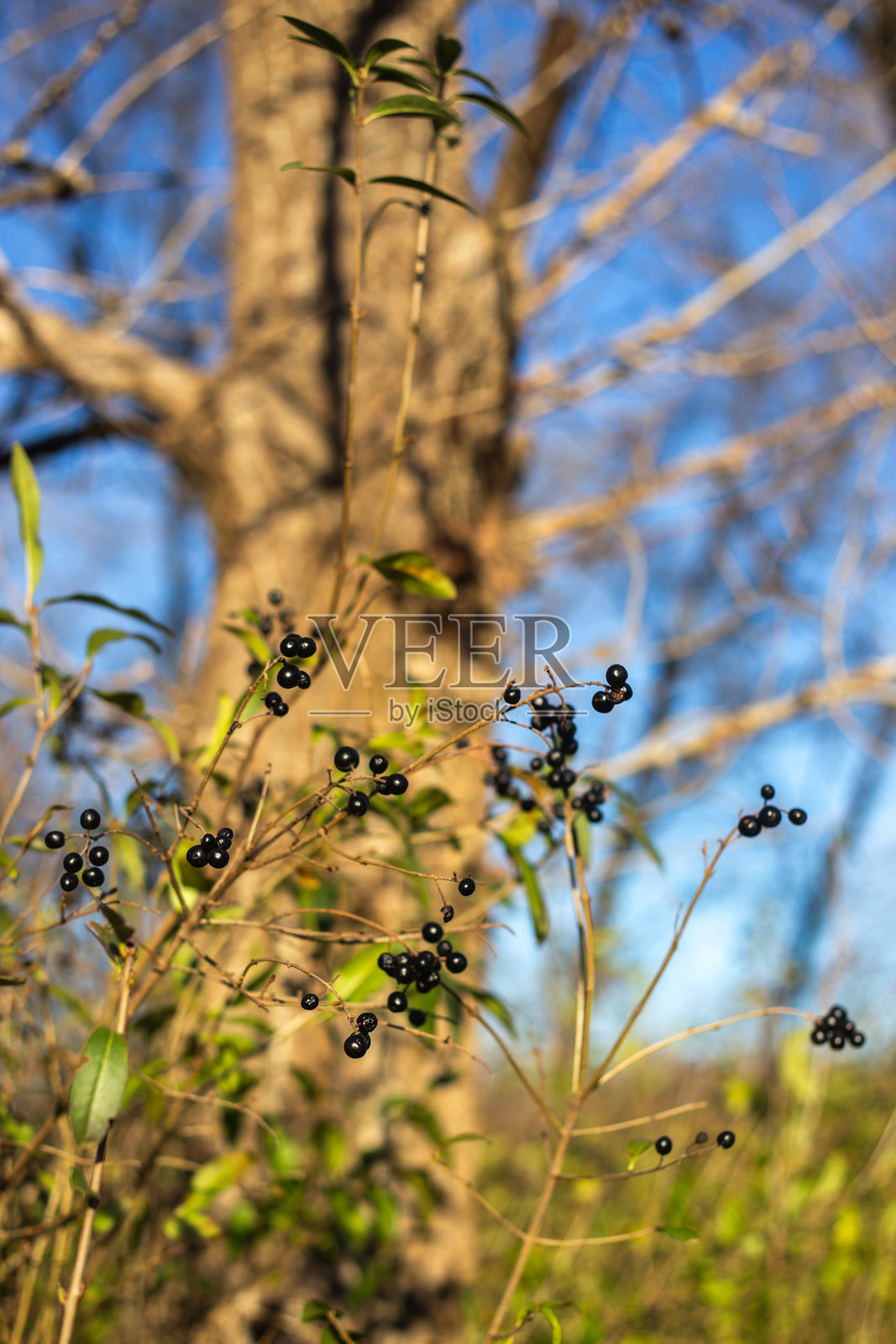 森林中的秋叶照片摄影图片