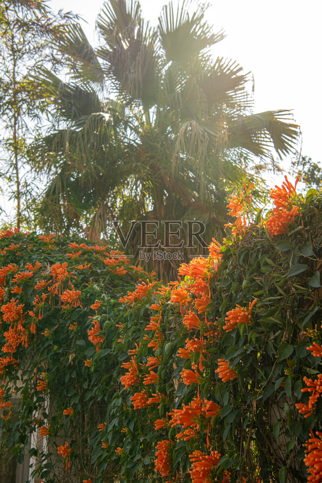 中国福建省厦门鼓浪屿的花卉风景照片摄影图片