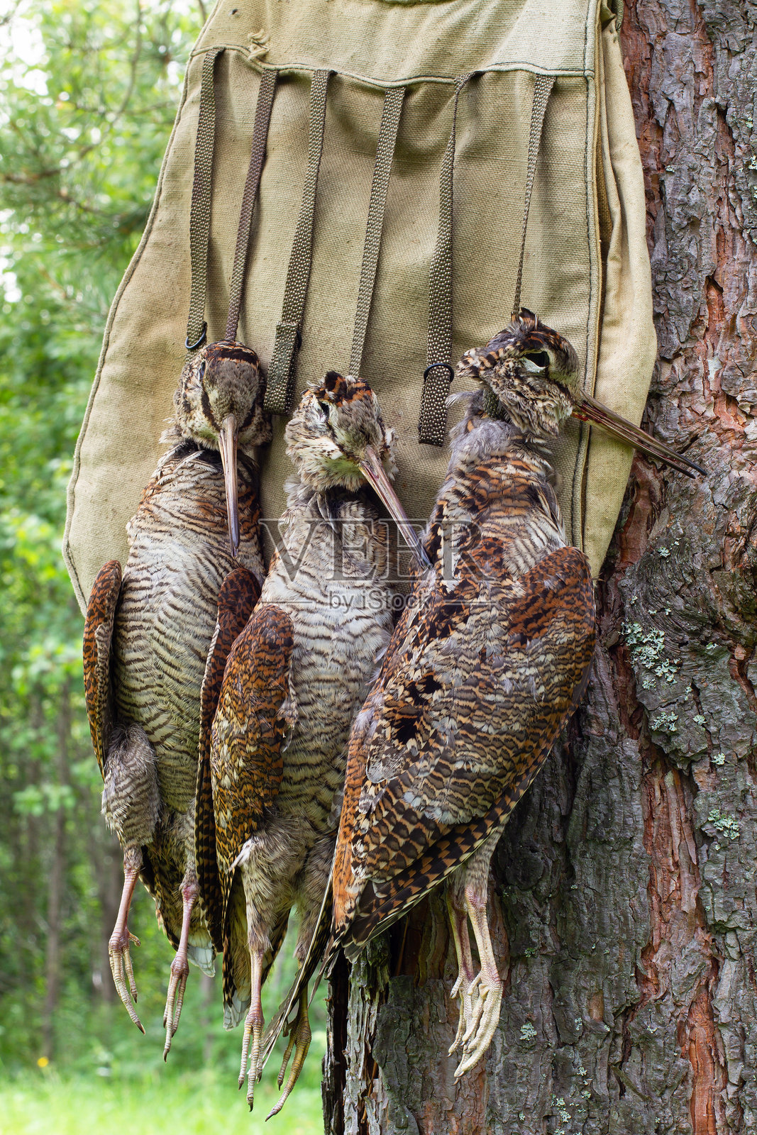 三只猎鸟和一个猎物袋照片摄影图片