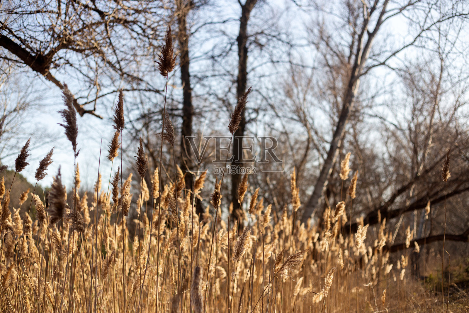 一片有树木和蓝天背景的田野照片摄影图片