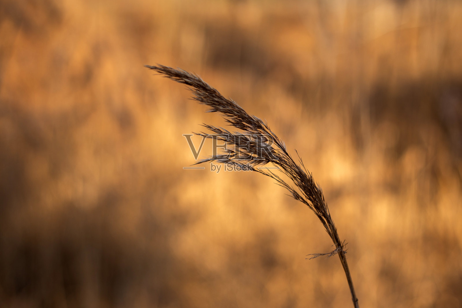 一片有树木和蓝天背景的田野照片摄影图片