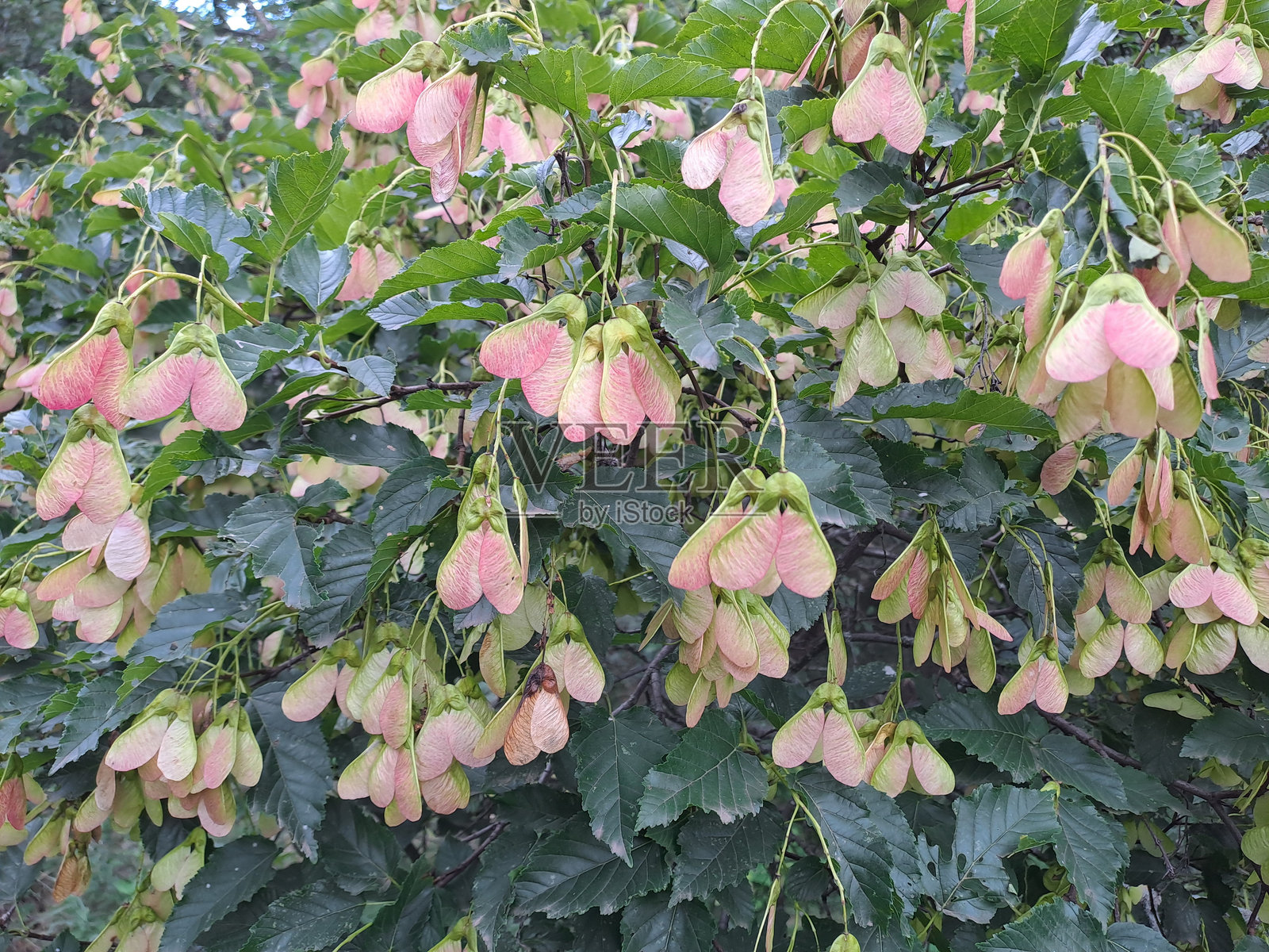 树木开花照片摄影图片