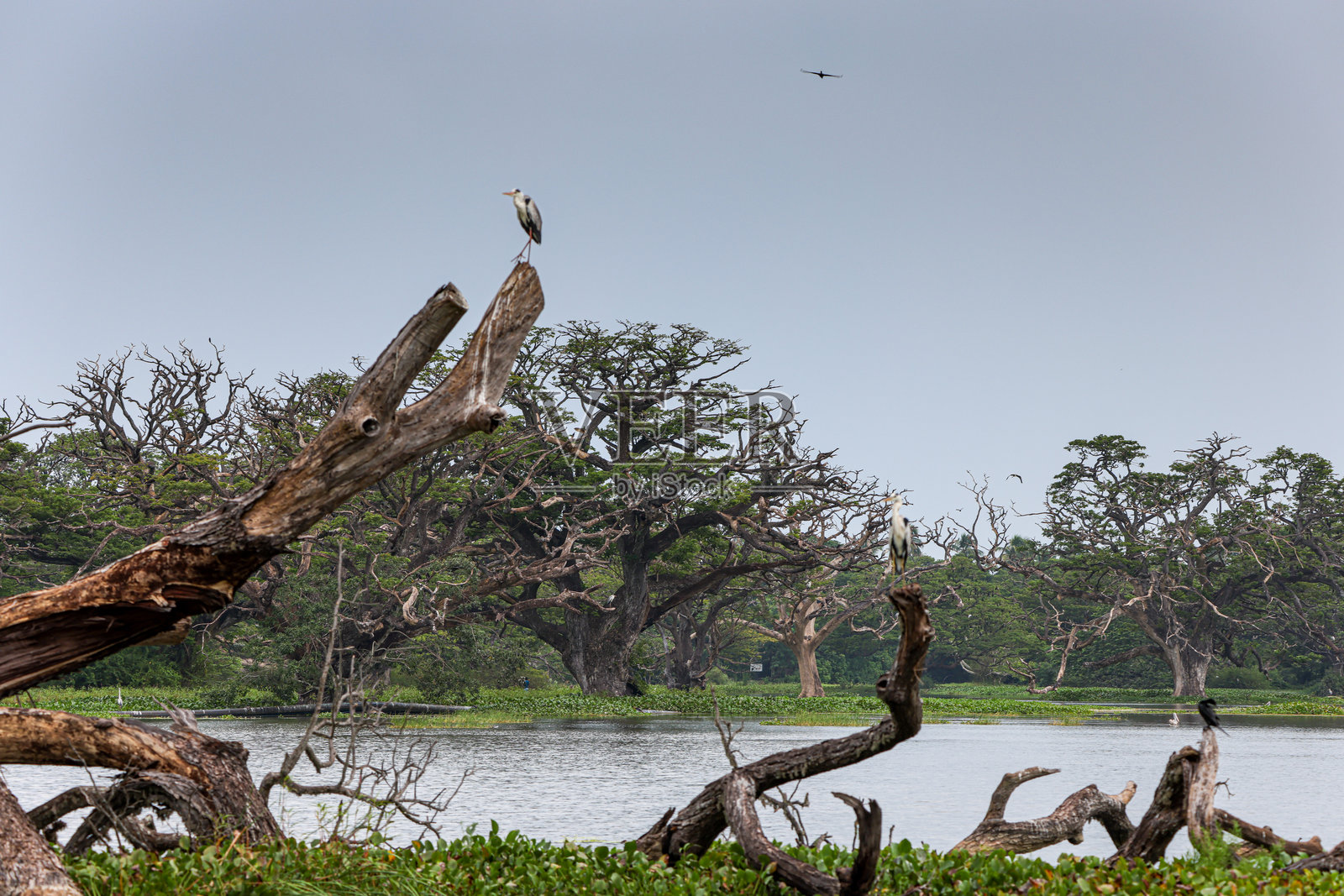 提萨湖的日出照片摄影图片