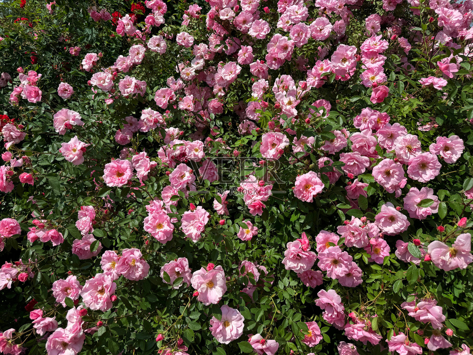 粉色花朵的玫瑰灌木（多花玫瑰）照片摄影图片