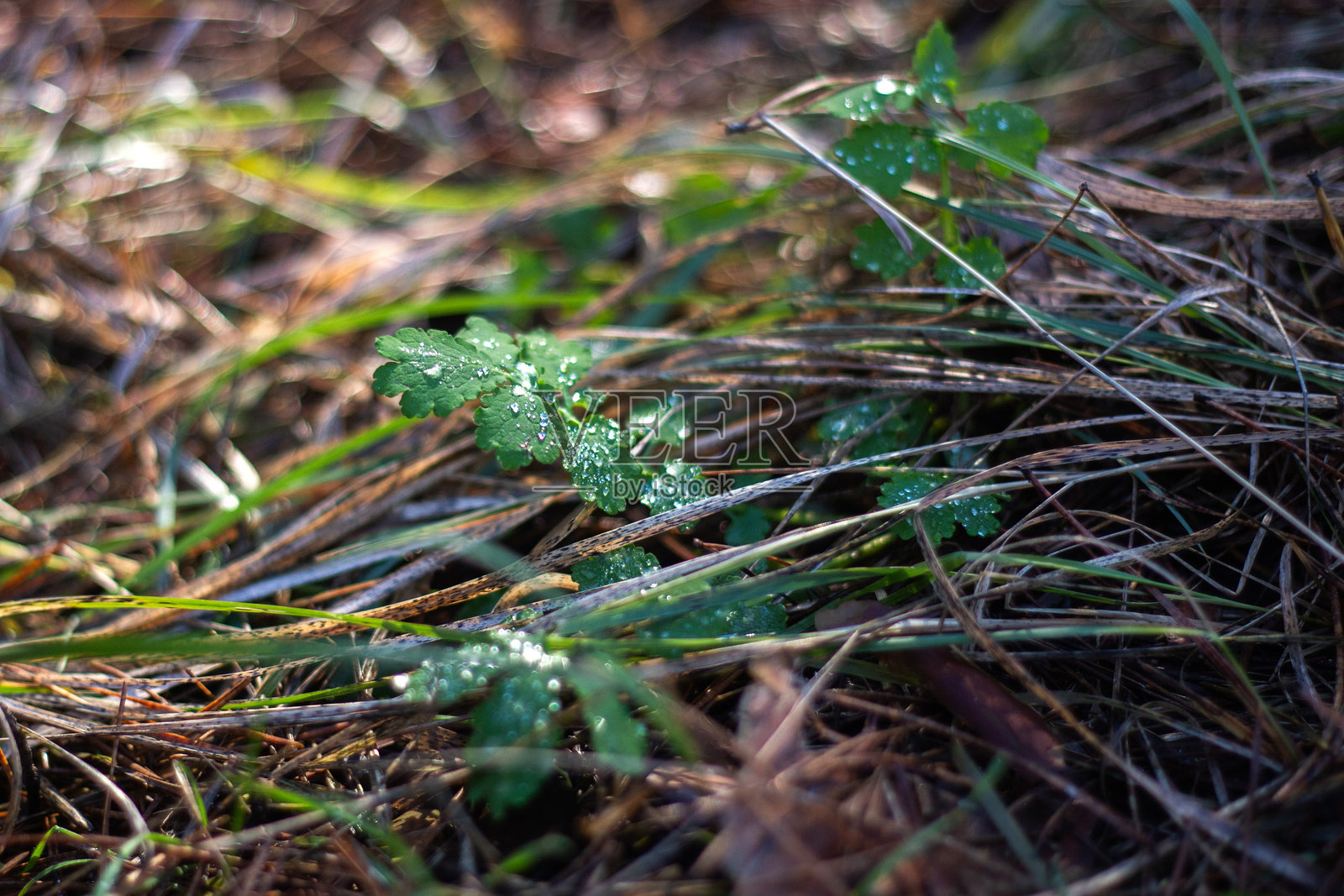 森林中的秋叶照片摄影图片