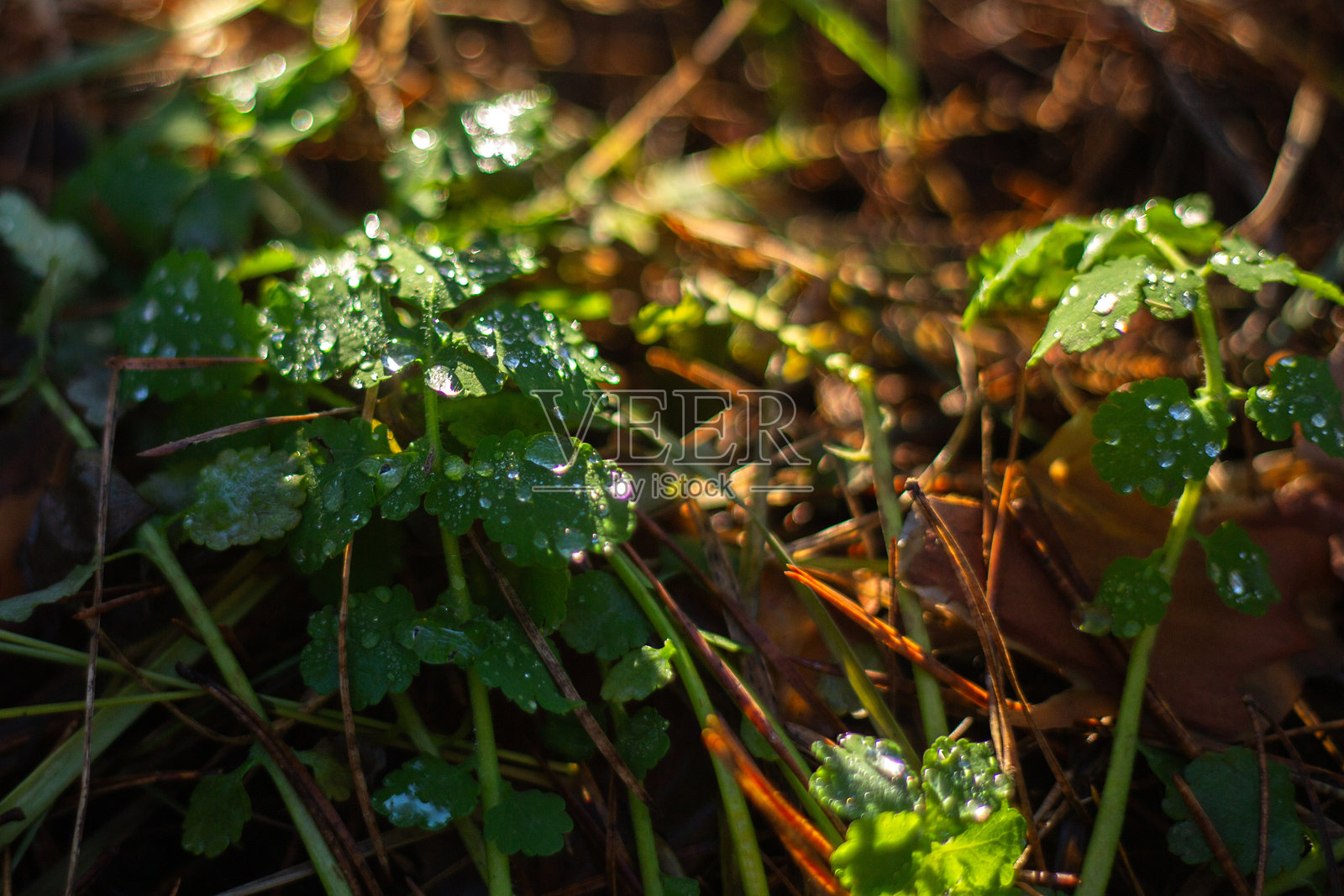 森林中的秋叶照片摄影图片