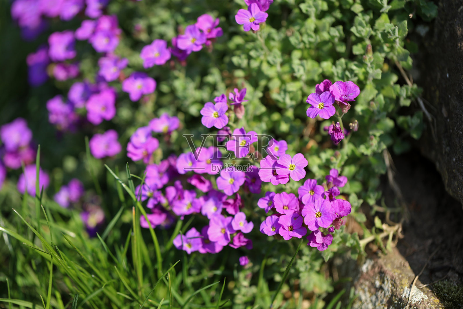 春天盛开的蓝色垫状紫堇花照片摄影图片