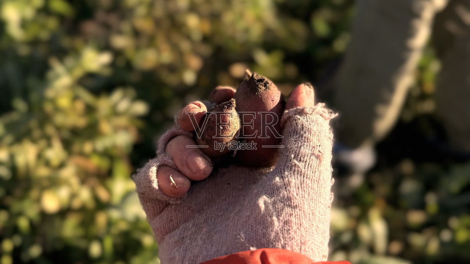 在阳光明媚的下午，手里满是新挖出的甘薯，正在田里收获。照片摄影图片