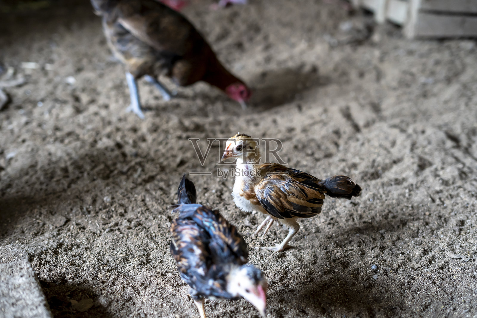 乡村鸡是一种源自印度尼西亚和马来西亚的鸡。照片摄影图片