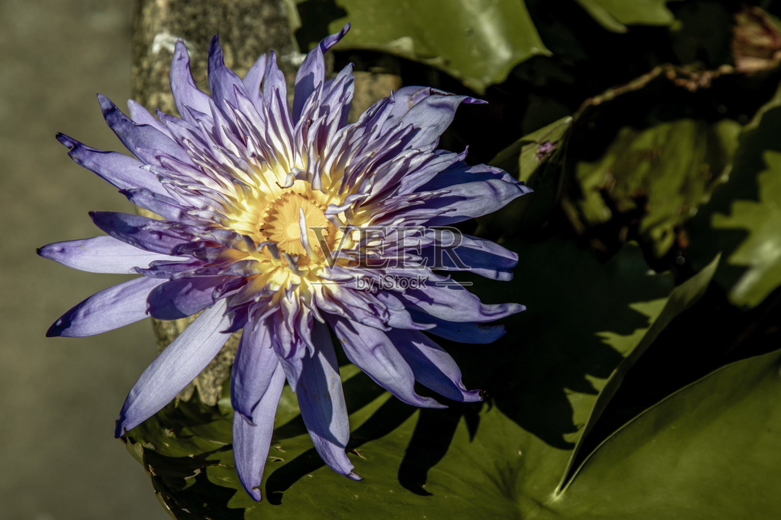 荷花在池塘中盛开，绿叶环绕。后面有一朵浅紫色的荷花。照片摄影图片