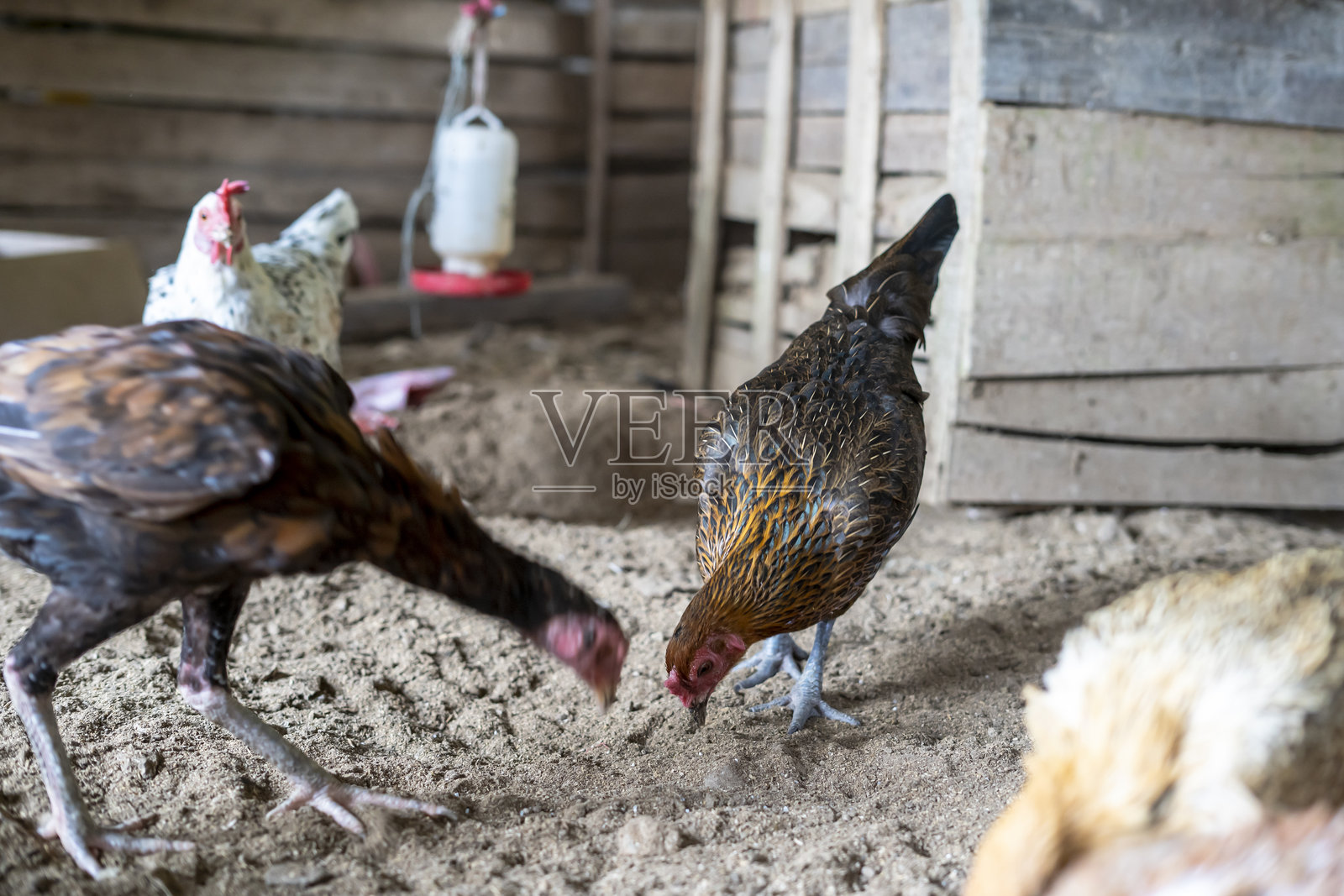乡村鸡是一种源自印度尼西亚和马来西亚的鸡。照片摄影图片