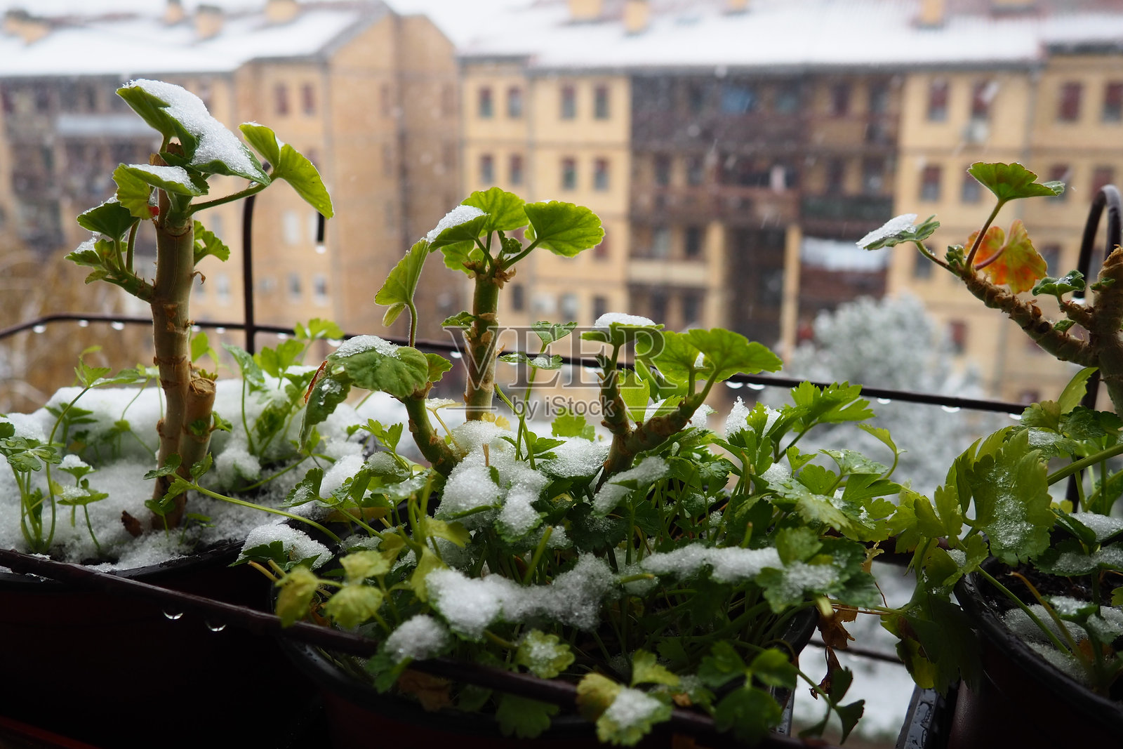 突如其来的降雪和暴风雪。新芽冻结。多层住宅楼。大雪花飞舞旋转。天竺葵或香叶天竺葵是一种耐寒植物。绿色的香菜叶。照片摄影图片