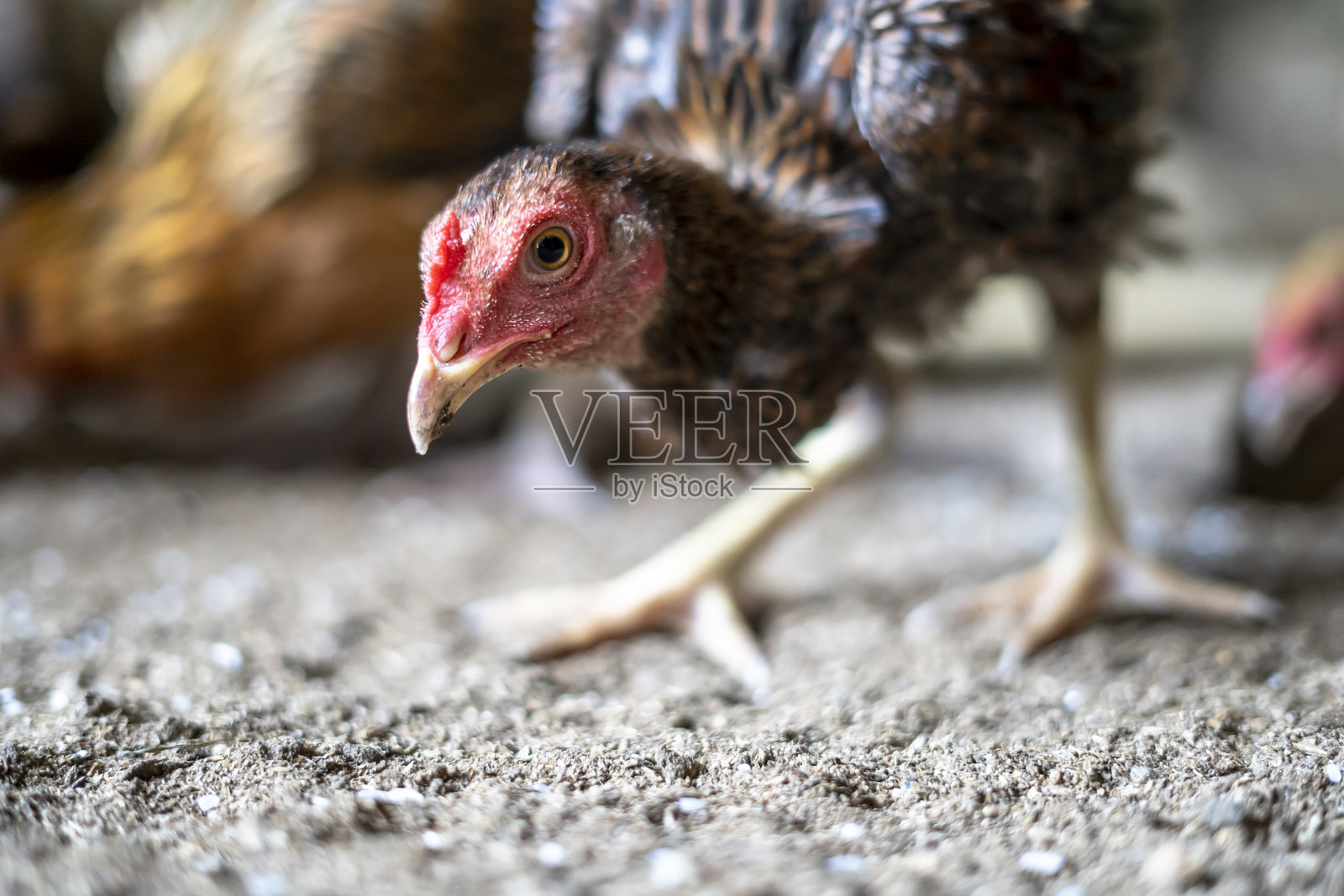 乡村鸡是一种源自印度尼西亚和马来西亚的鸡。照片摄影图片