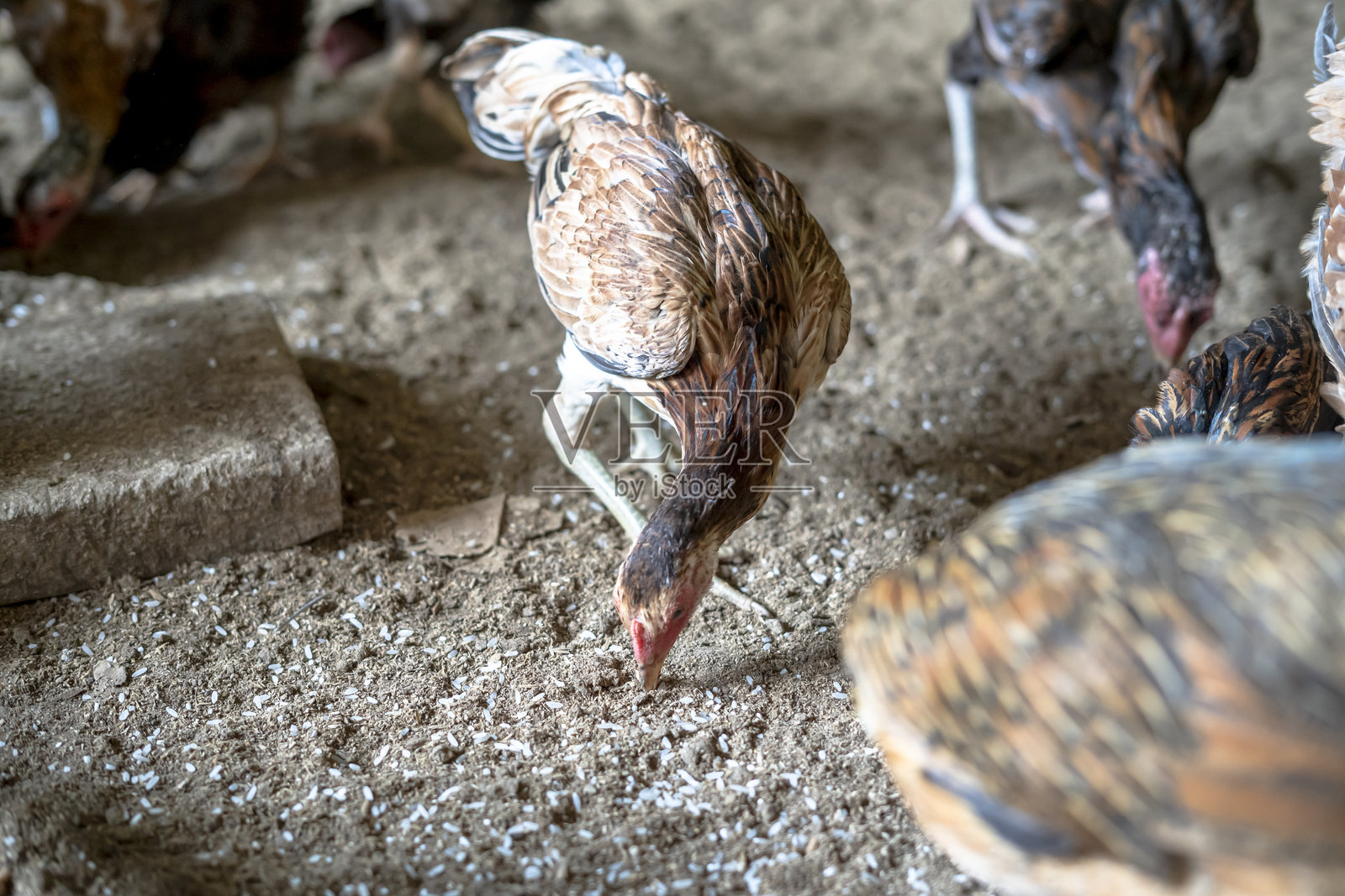 乡村鸡是一种源自印度尼西亚和马来西亚的鸡。照片摄影图片