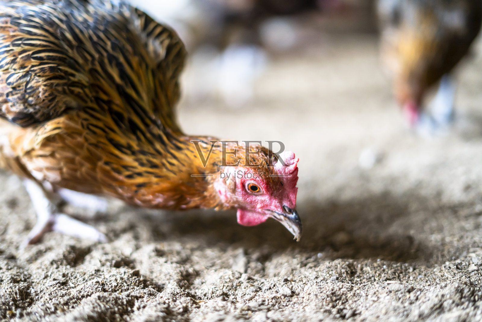 乡村鸡是一种源自印度尼西亚和马来西亚的鸡。照片摄影图片