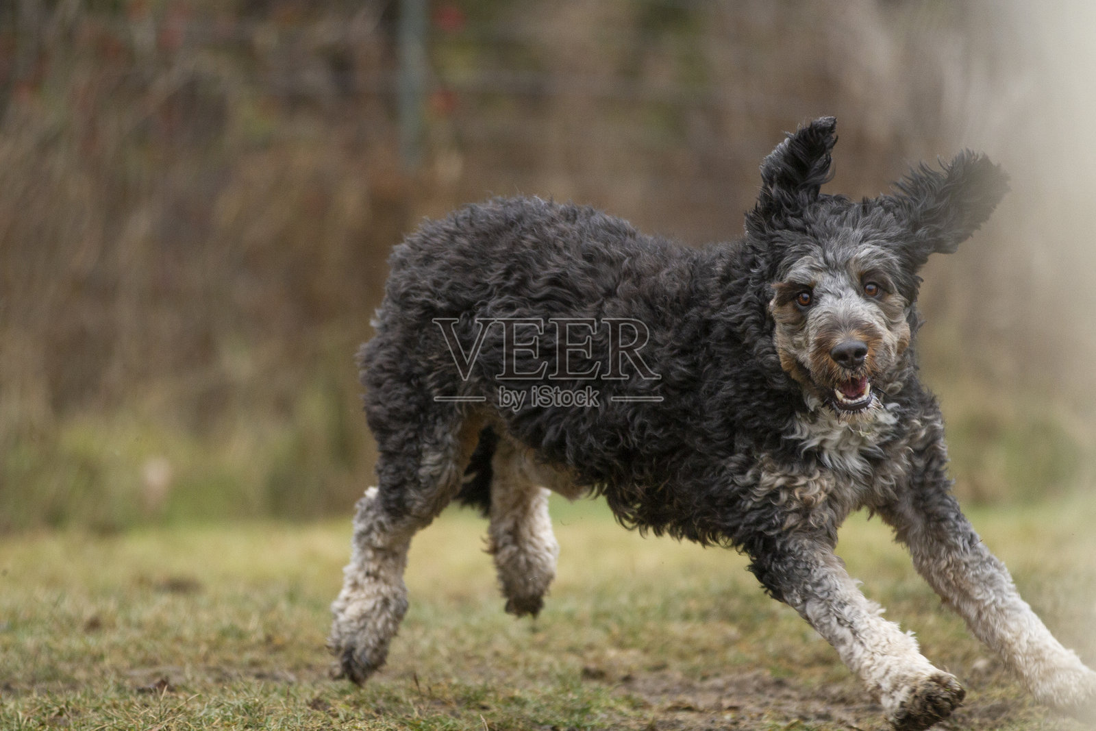 一只快乐的老年澳大利亚贵宾犬在草地上奔跑照片摄影图片