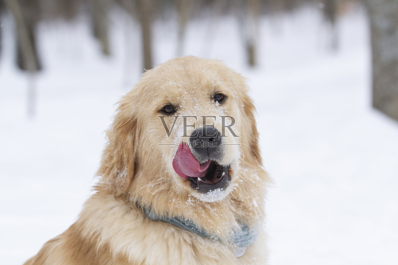 金毛猎犬在雪中舔自己的脸。照片摄影图片