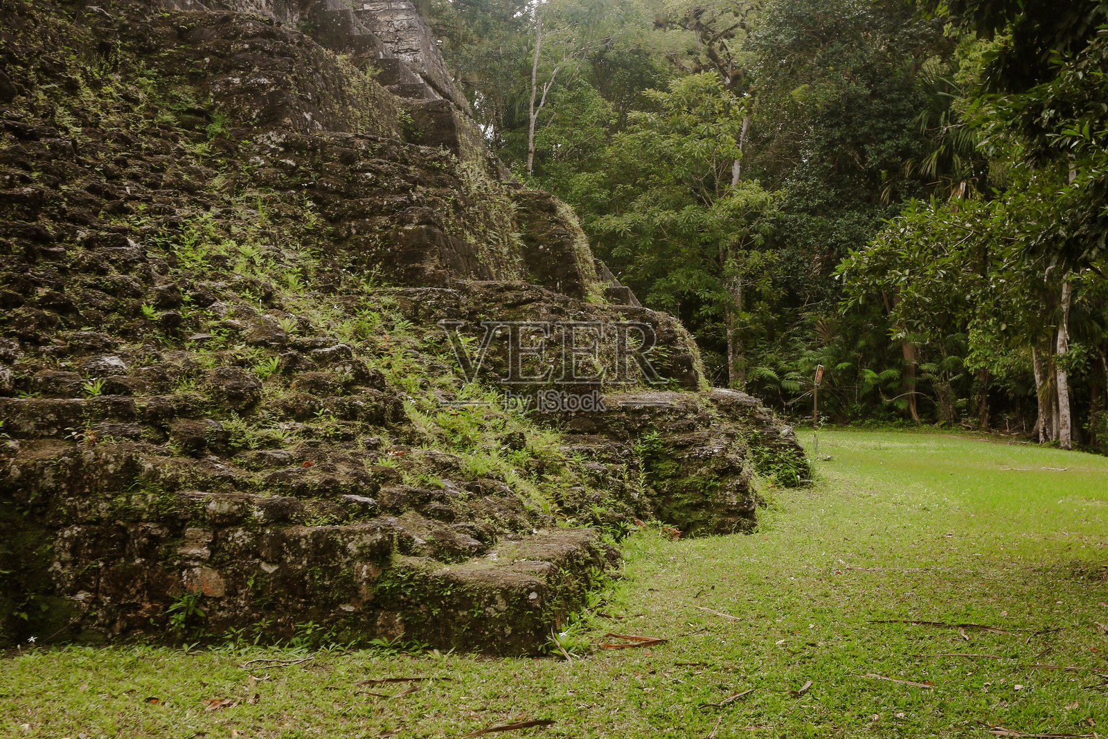 在黄昏时分，探索危地马拉的提卡尔古遗址，四周环绕着郁郁葱葱的绿树和高耸的树木。照片摄影图片