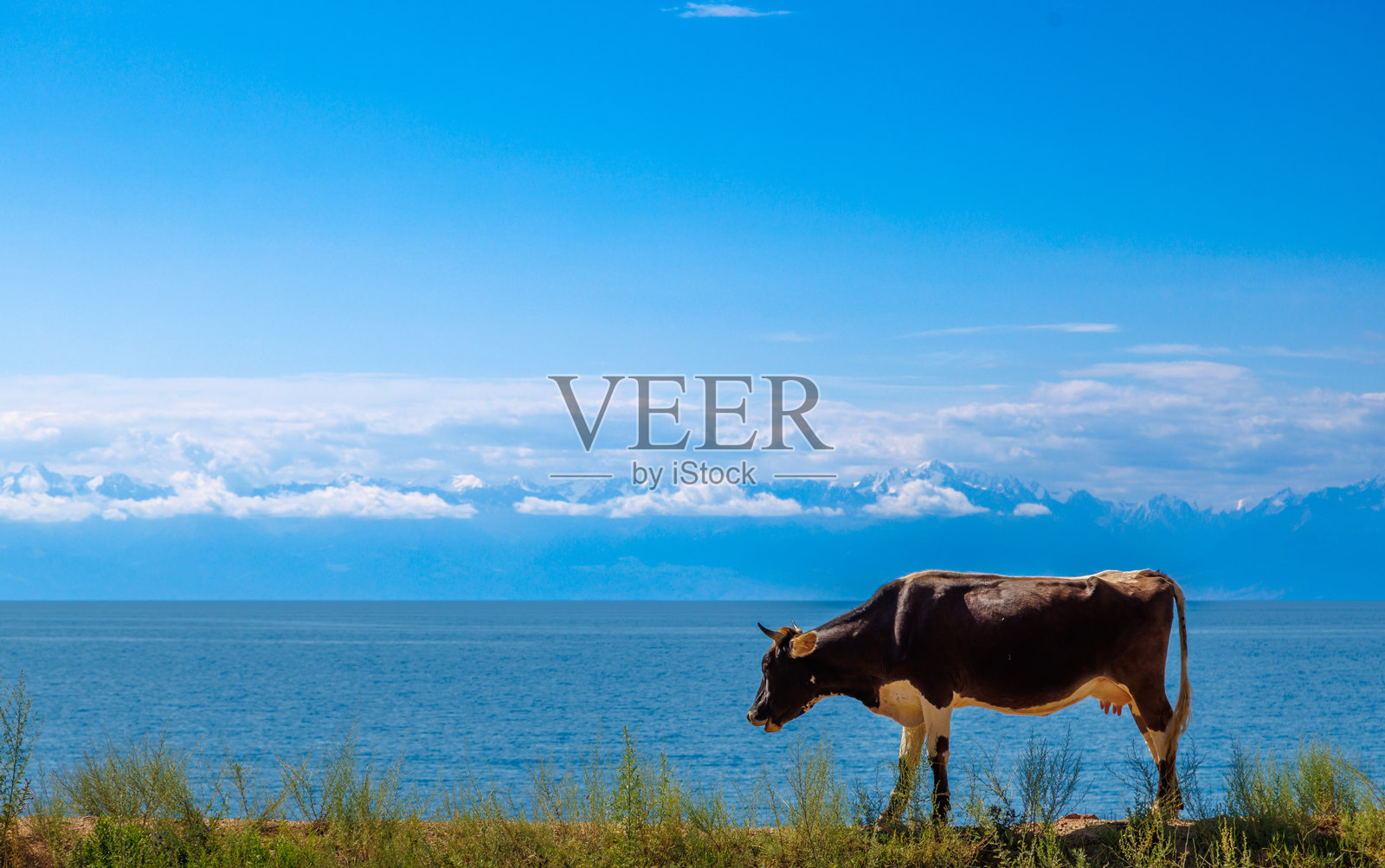一头黑色的牛，白色的肚子，沿着湖边的道路走，远处是山脉的轮廓。照片摄影图片