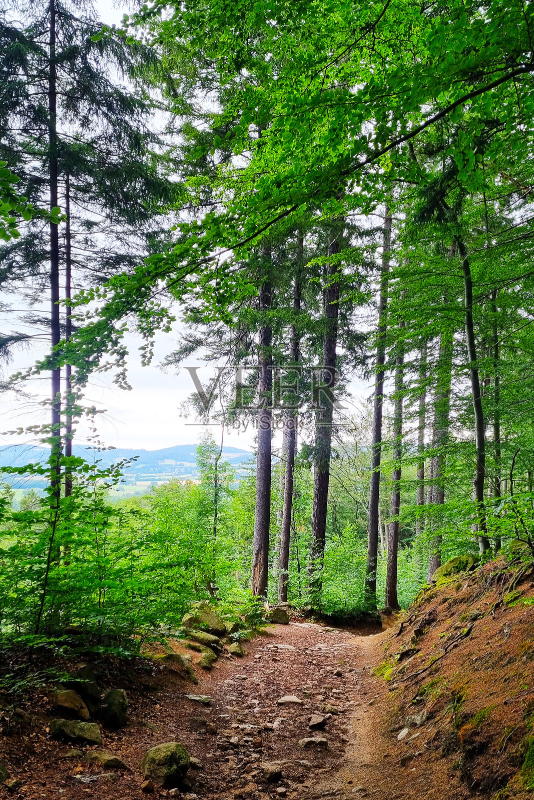 宁静的森林小径，绿意盎然，适合自然静修的概念照片摄影图片
