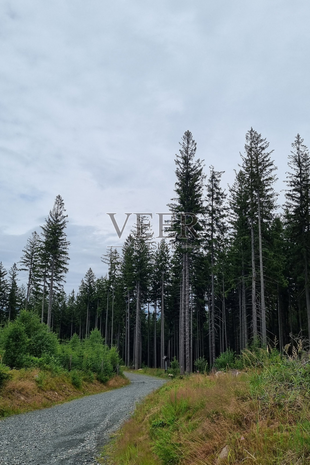 宁静的森林小径穿过高大的松树，天空阴云密布照片摄影图片