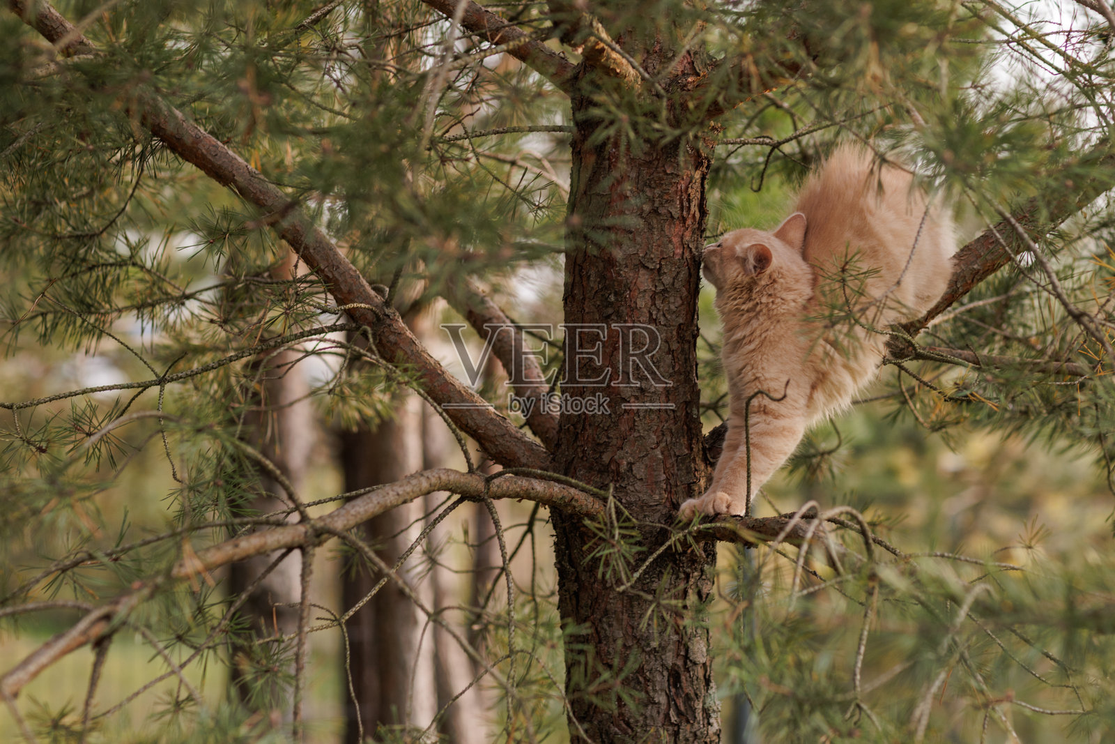 一只好奇而毛茸茸的姜黄色小猫在户外探索，正在爬松树。照片摄影图片