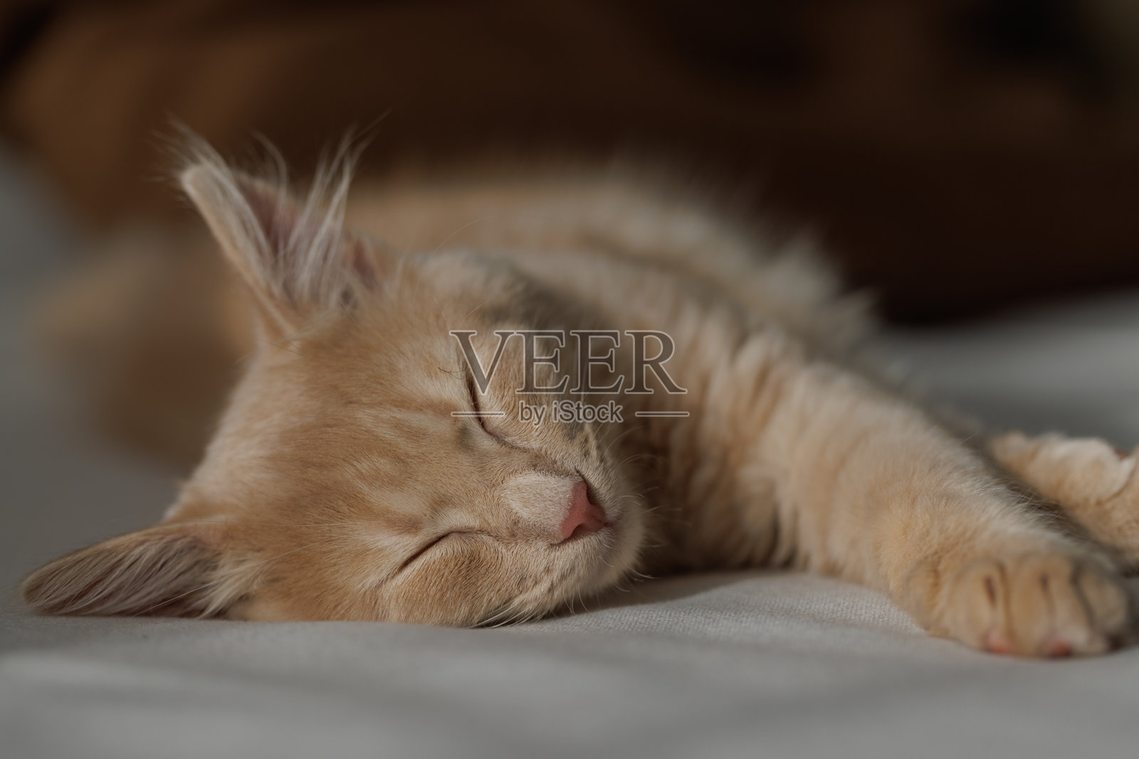 4个月大的迷人而有魅力的姜黄色小猫躺在沙发上睡觉。家养动物概念。照片摄影图片