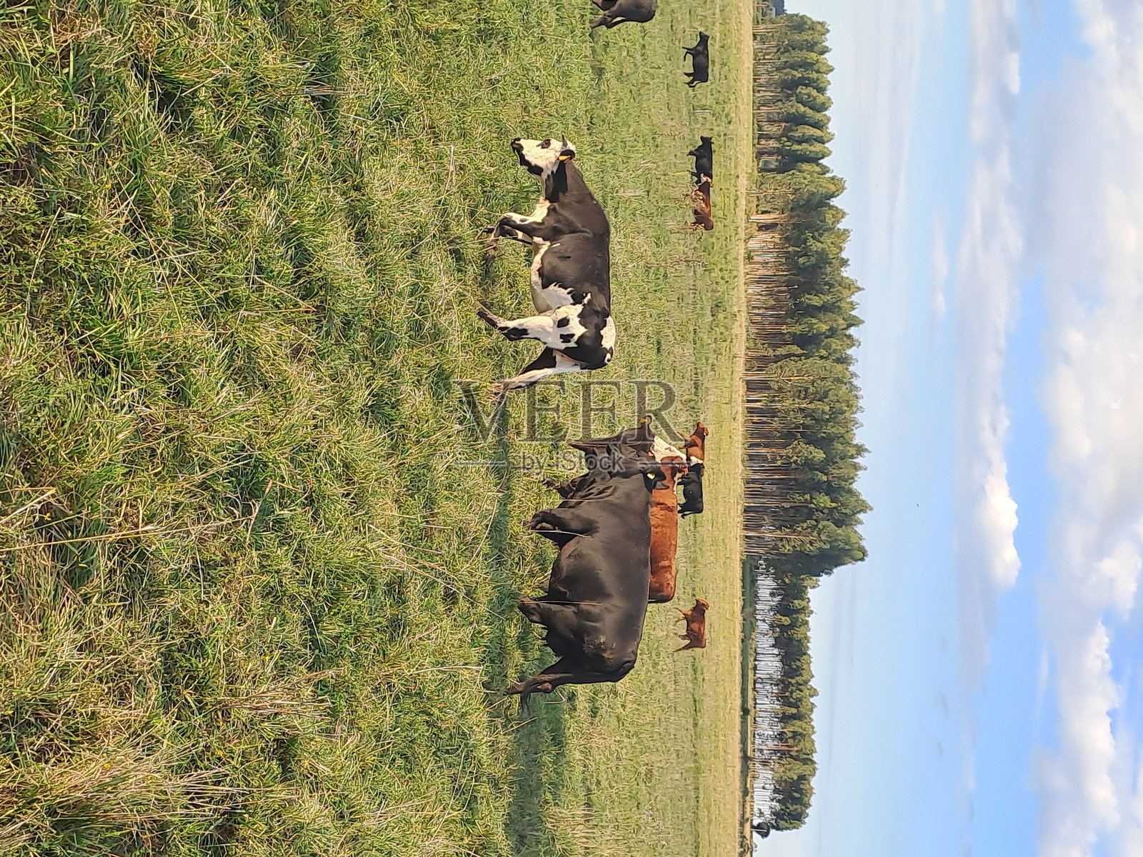 牛群在吃草照片摄影图片