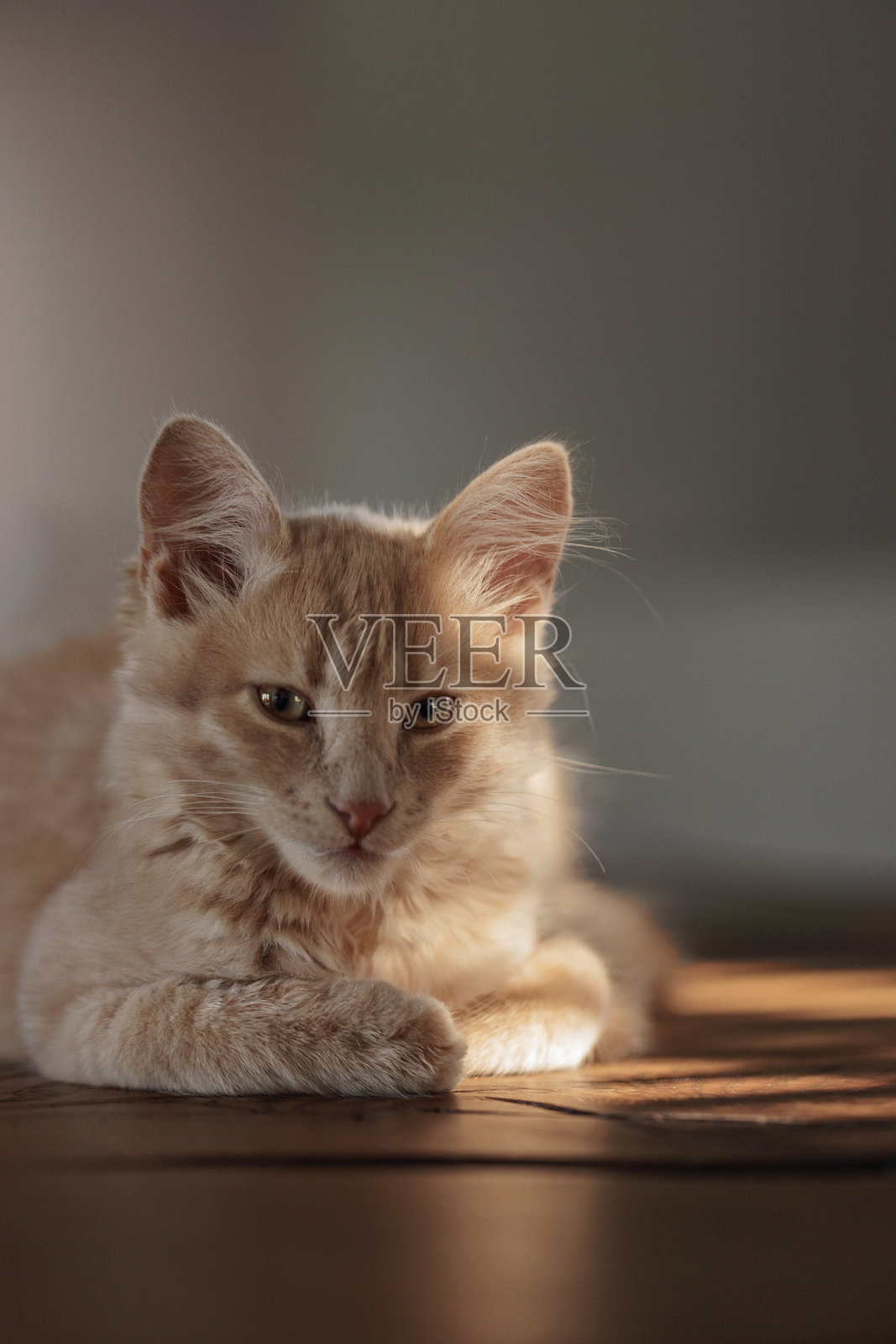 毛茸茸的奶油色姜猫。照片摄影图片
