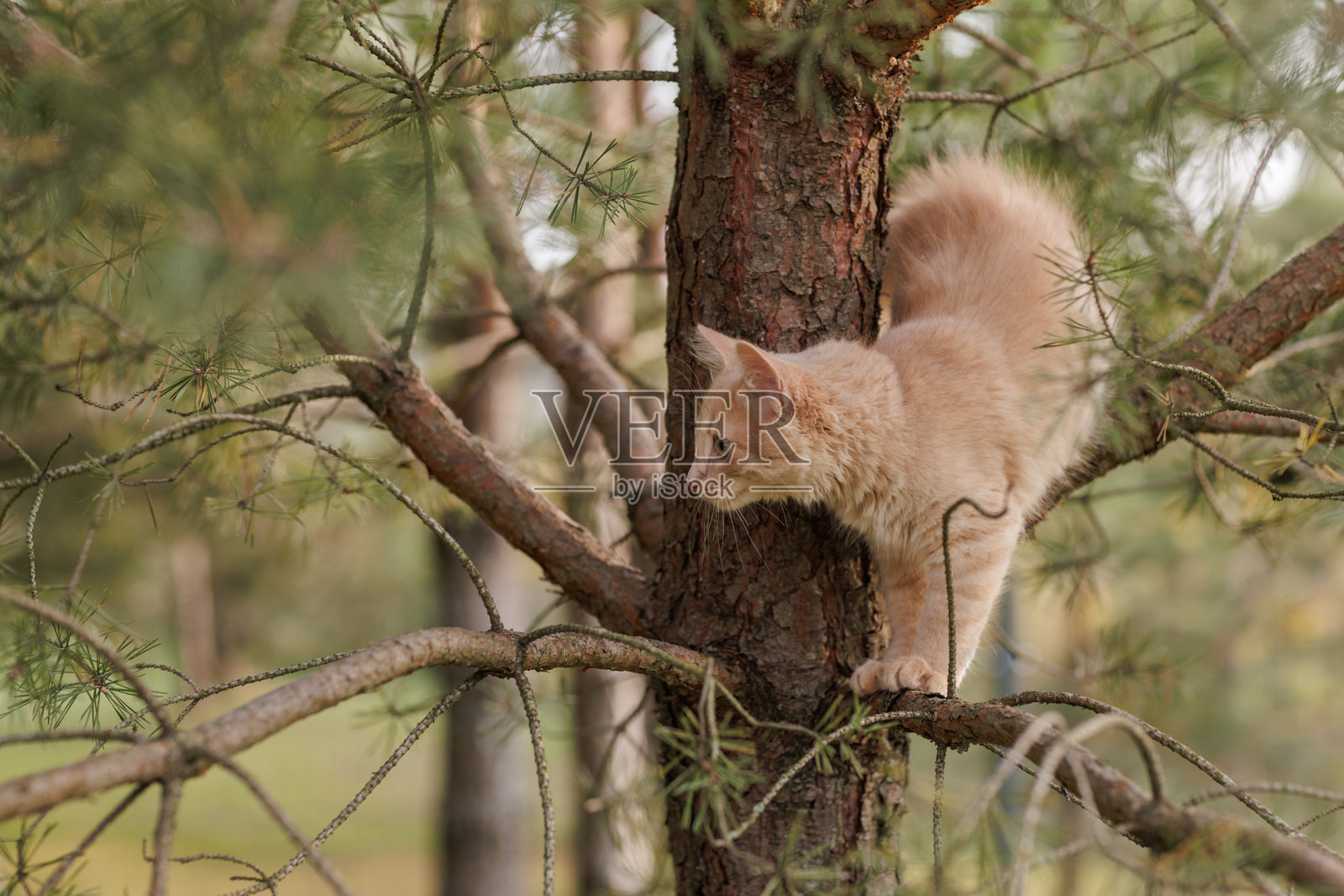 一只好奇而毛茸茸的姜黄色小猫在户外探索，正在爬松树。照片摄影图片