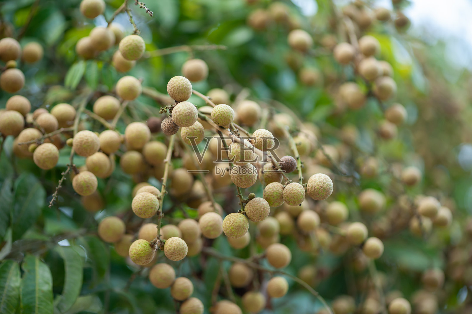 夏季树上生长的龙眼果实照片摄影图片