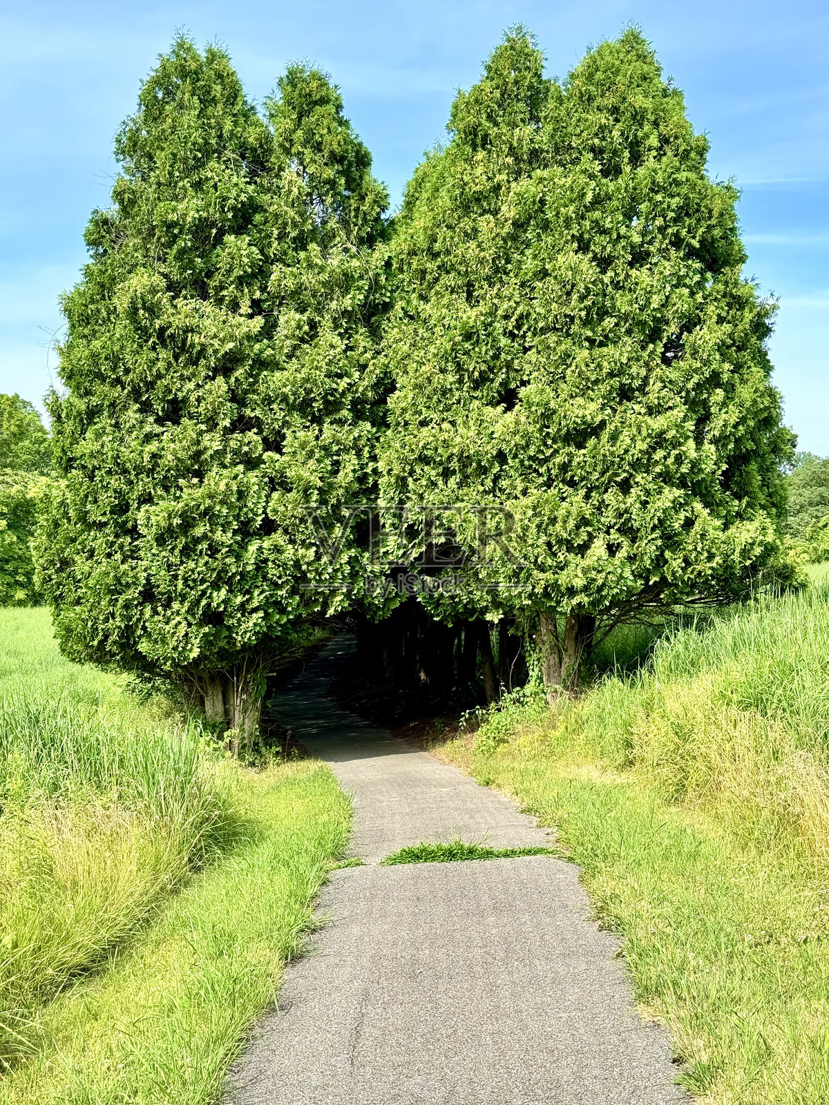 宾夕法尼亚州樱桃谷国家野生动物保护区内一条曾经铺设的高尔夫球车小道的视角照片摄影图片