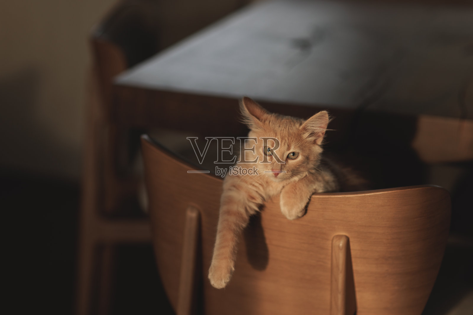 毛茸茸的奶油色姜猫。照片摄影图片