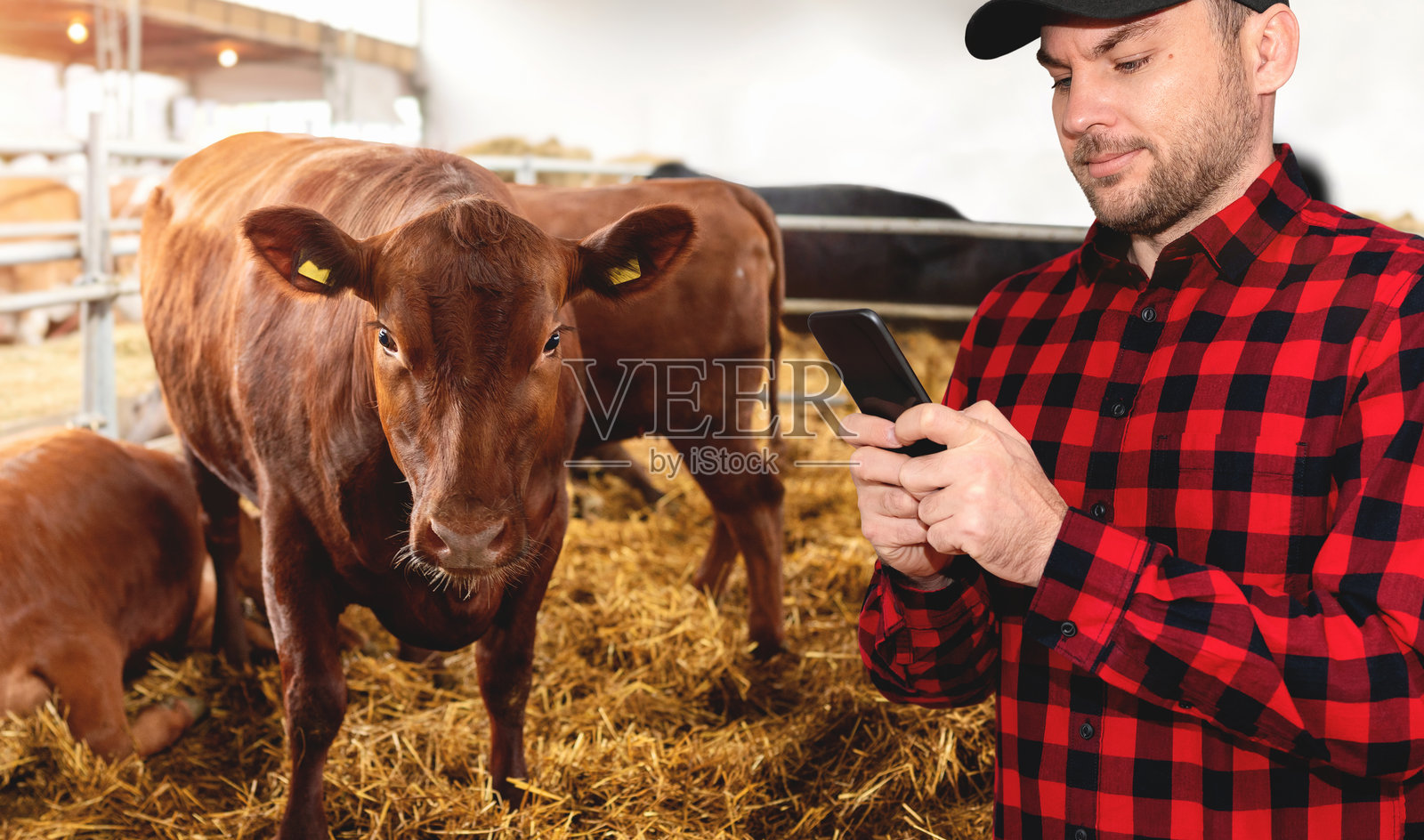 穿着红色格子衬衫和帽子的男农民在养牛场上使用智能手机，旁边是棕色的奶牛。照片摄影图片