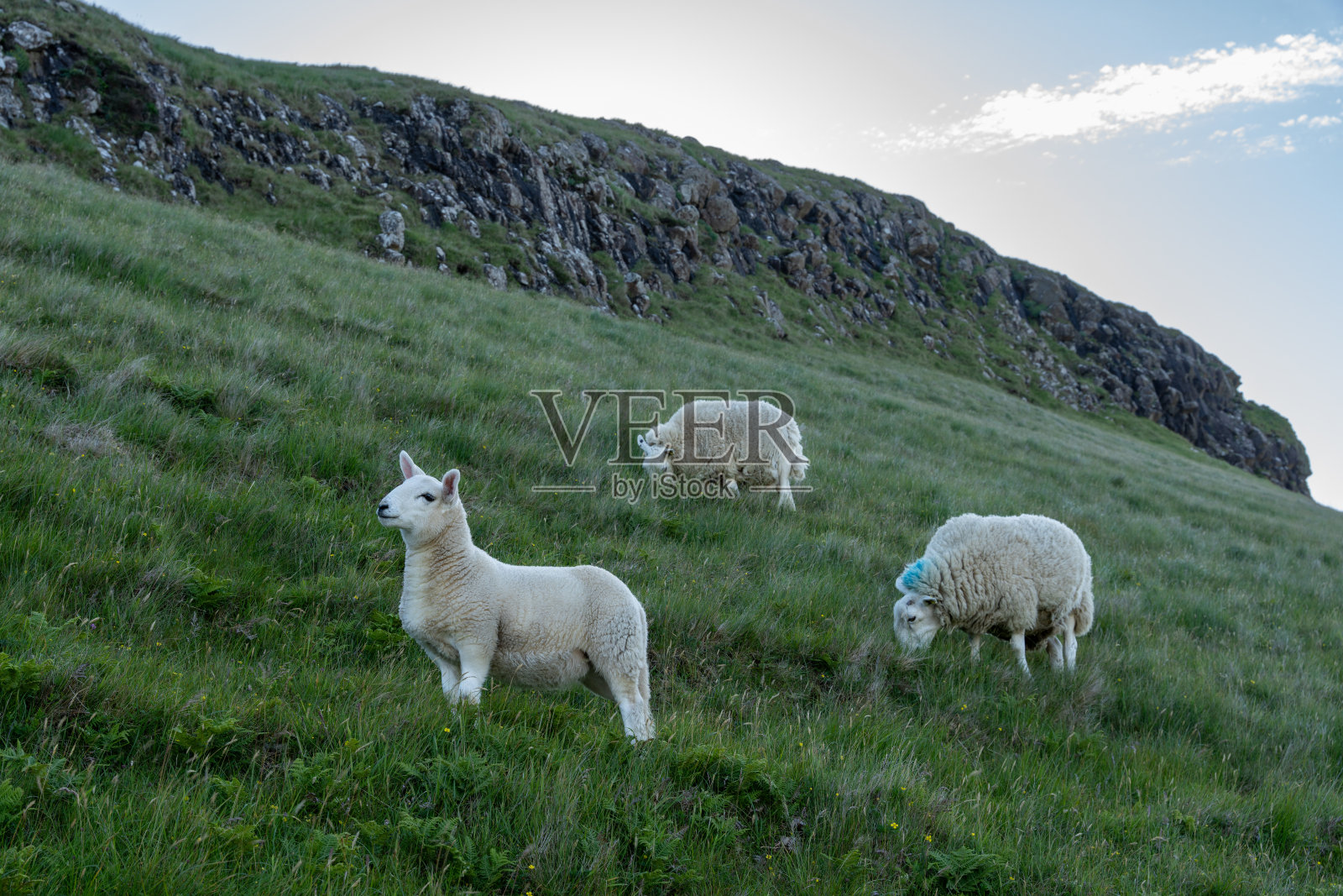 尼斯特角的美丽羊群，通往灯塔的道路。苏格兰斯凯岛。苏格兰高地。壮丽的风景。照片摄影图片