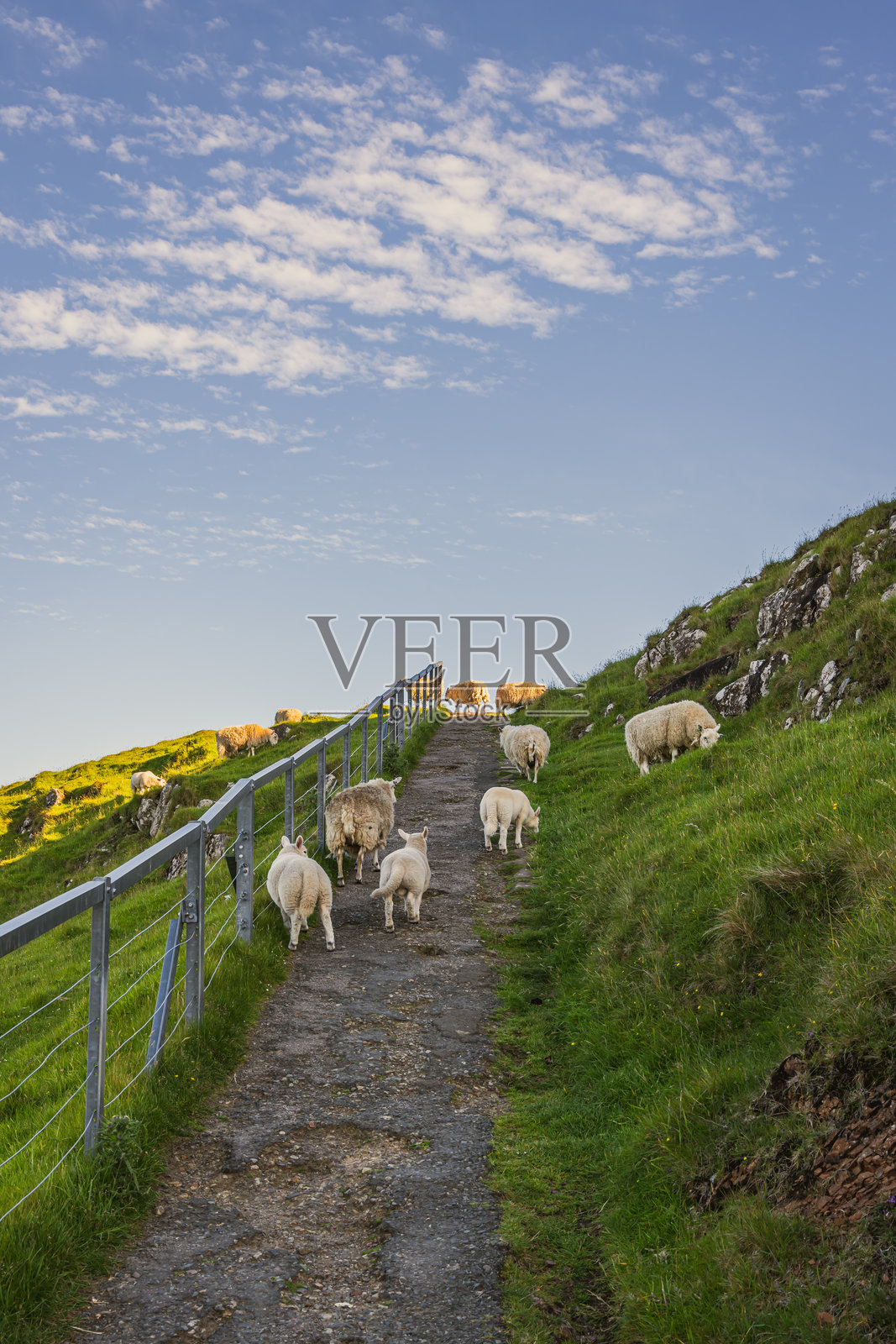 尼斯特角的美丽羊群，通往灯塔的道路。苏格兰斯凯岛。苏格兰高地。壮丽的风景。照片摄影图片