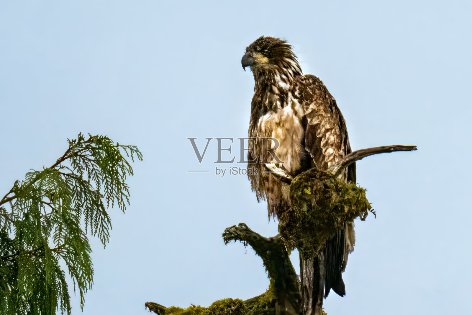 年轻的鹰雏照片摄影图片
