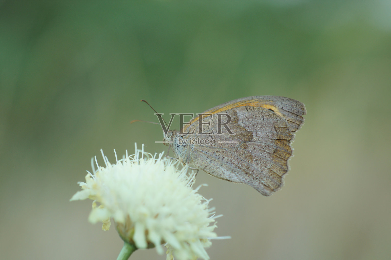 一只金盏花蝴蝶停在野花上。美丽的昆虫。照片摄影图片