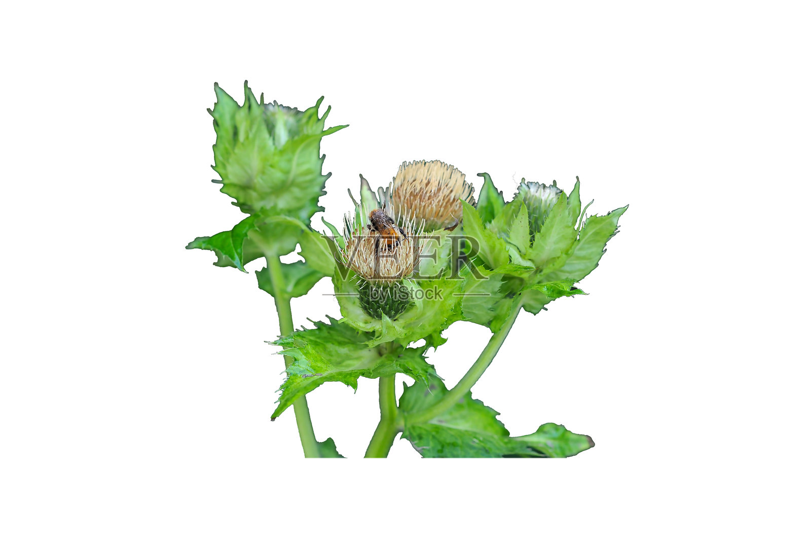 蓟花与大黄蜂。白色背景下的特写。照片摄影图片