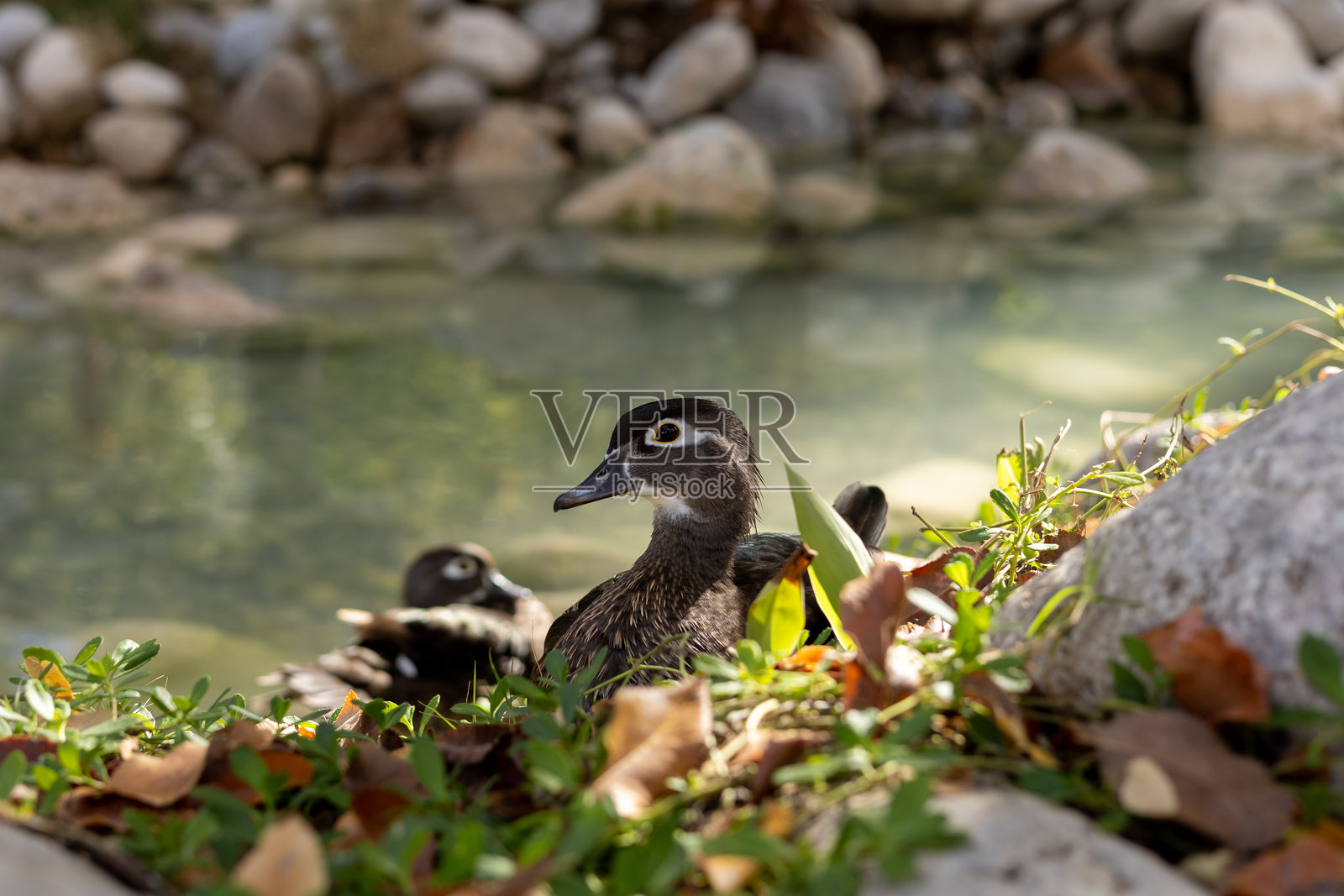 在阳光明媚的日子里，木鸭在土耳其酒店花园宁静的池塘旁休息。照片摄影图片