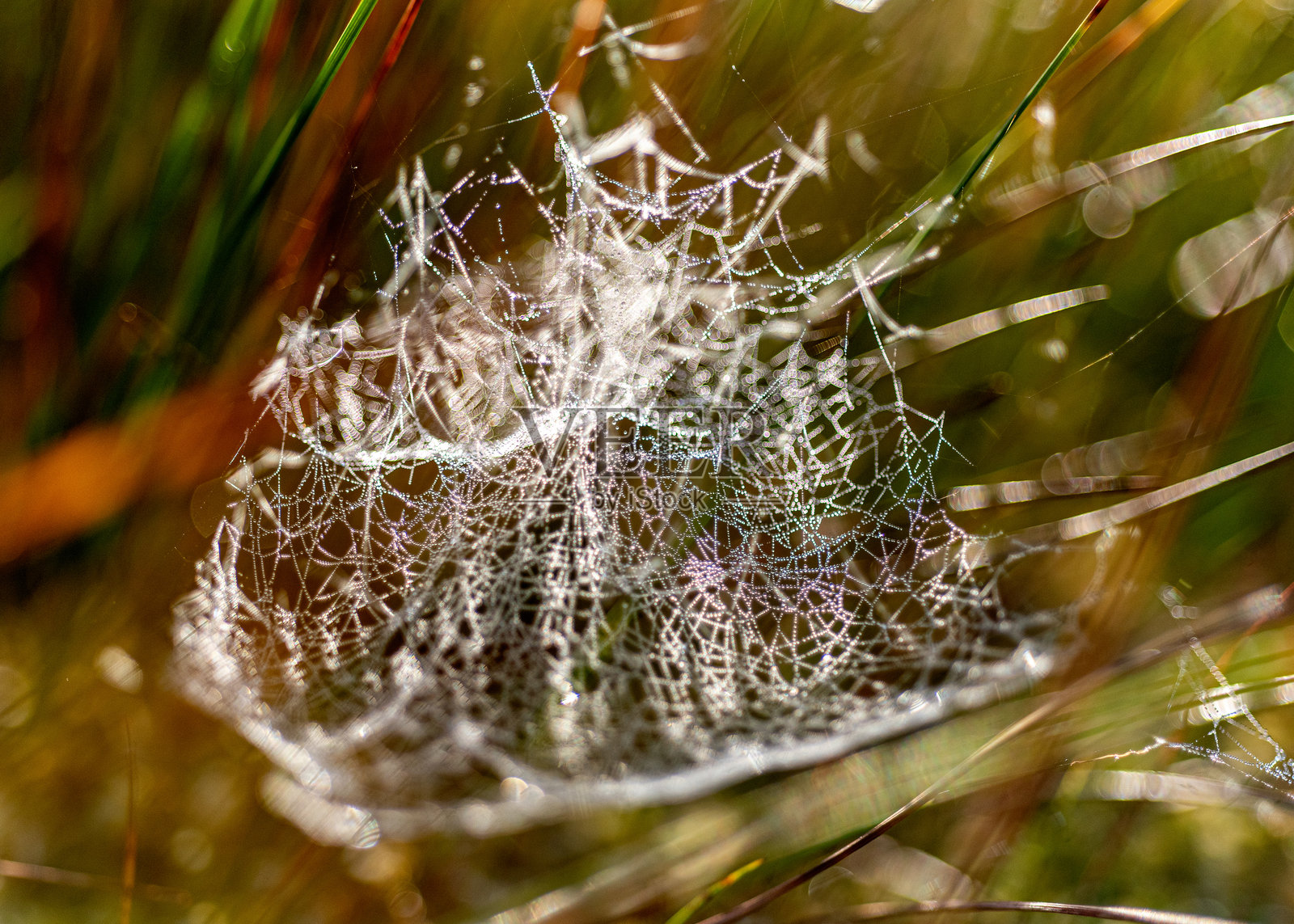 宏观照片，展示美丽的蜘蛛网，特写视角，精致的自然形态照片摄影图片