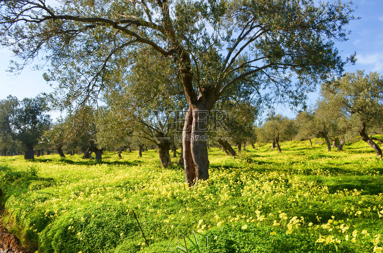土耳其的橄榄田和黄色花朵照片摄影图片