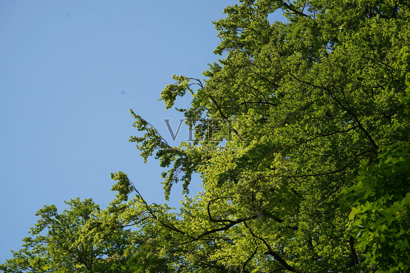 绿色的叶子照片摄影图片