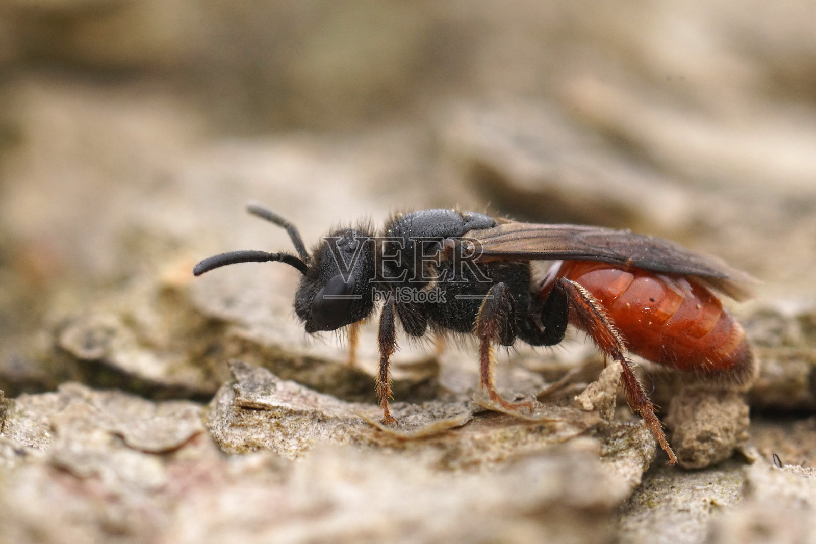 地中海红腿盗血蜜蜂特写，学名：Sphecodes ruficrus照片摄影图片