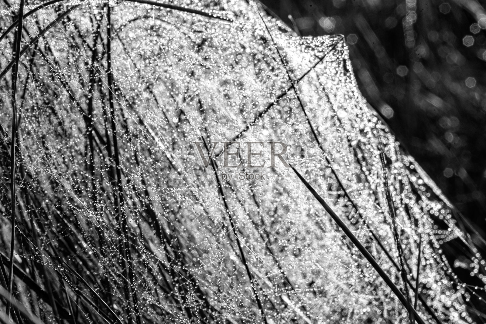 黑白蜘蛛网的特写宏观照片，自然形成照片摄影图片