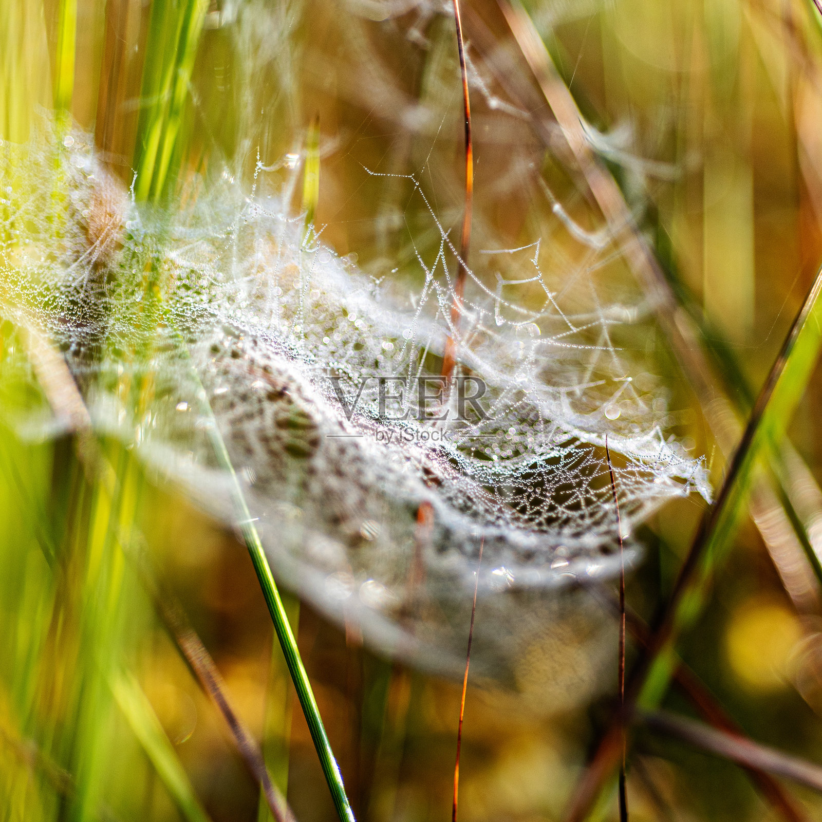 宏观照片，展示美丽的蜘蛛网，特写视角，精致的自然形态照片摄影图片