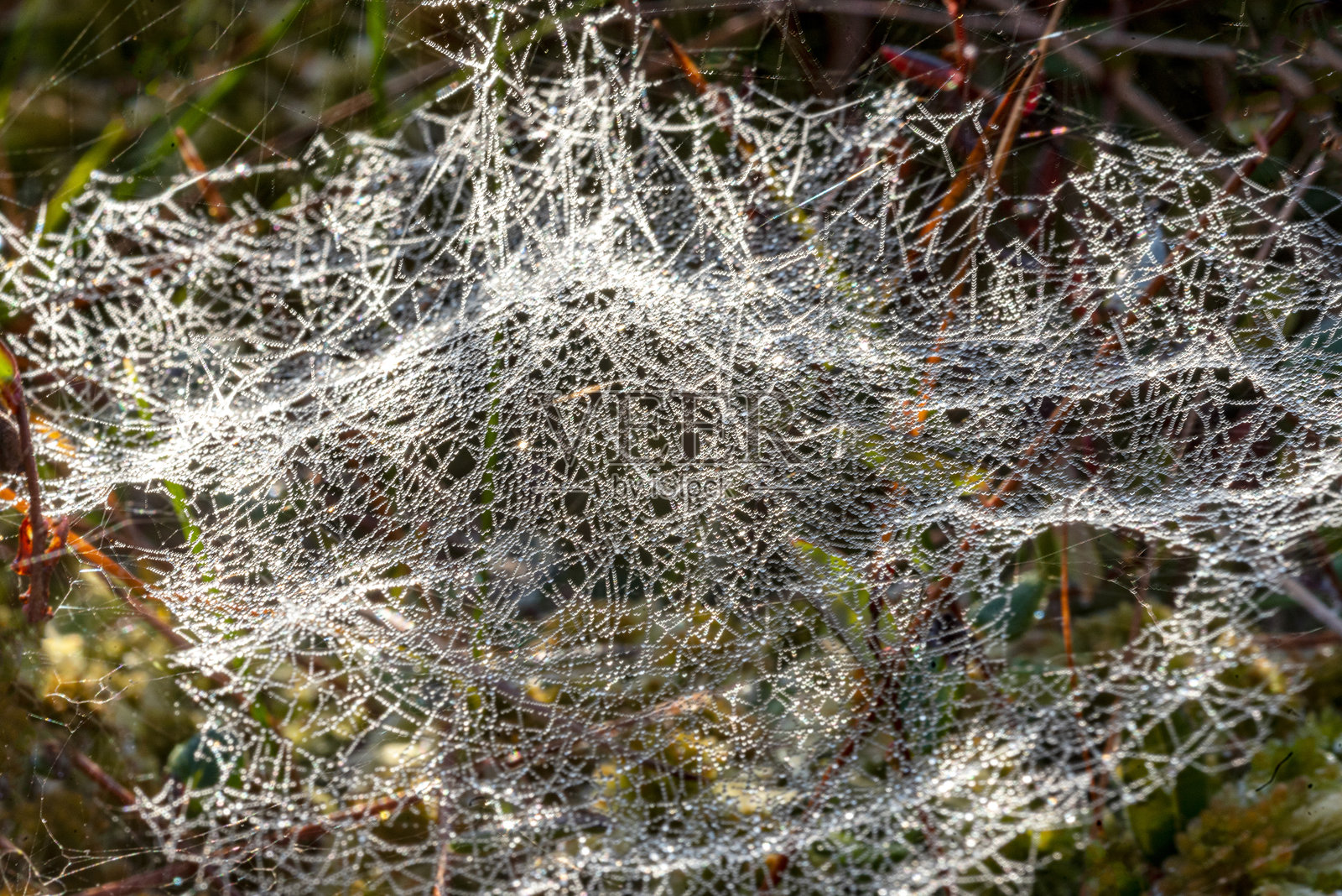 宏观照片，展示美丽的蜘蛛网，特写视角，精致的自然形态照片摄影图片