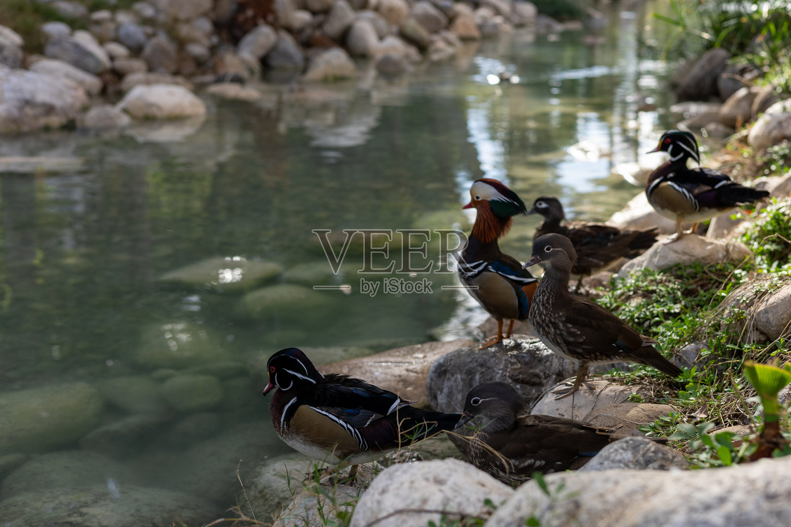 在土耳其一家酒店花园的水景旁，鸭子们在阳光明媚的下午休息。照片摄影图片