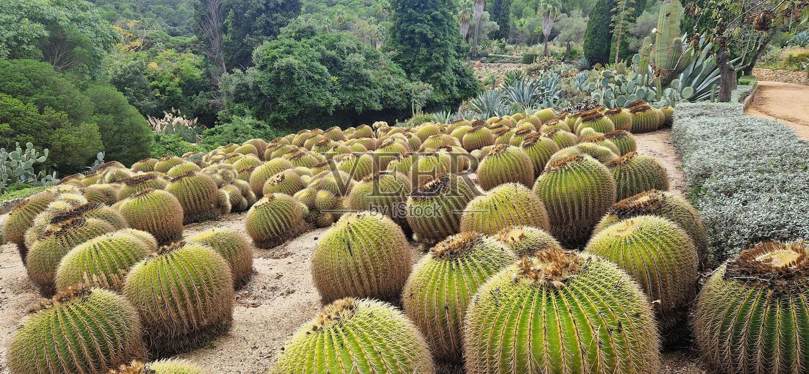皮尼亚德罗萨热带植物园的秋天。照片摄影图片